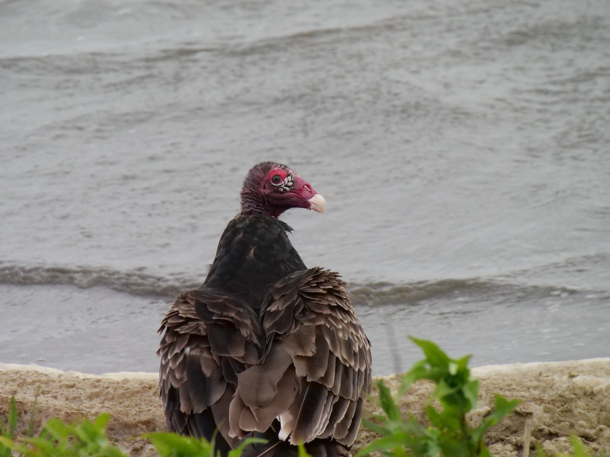 Turkey Vulture - ML642089683