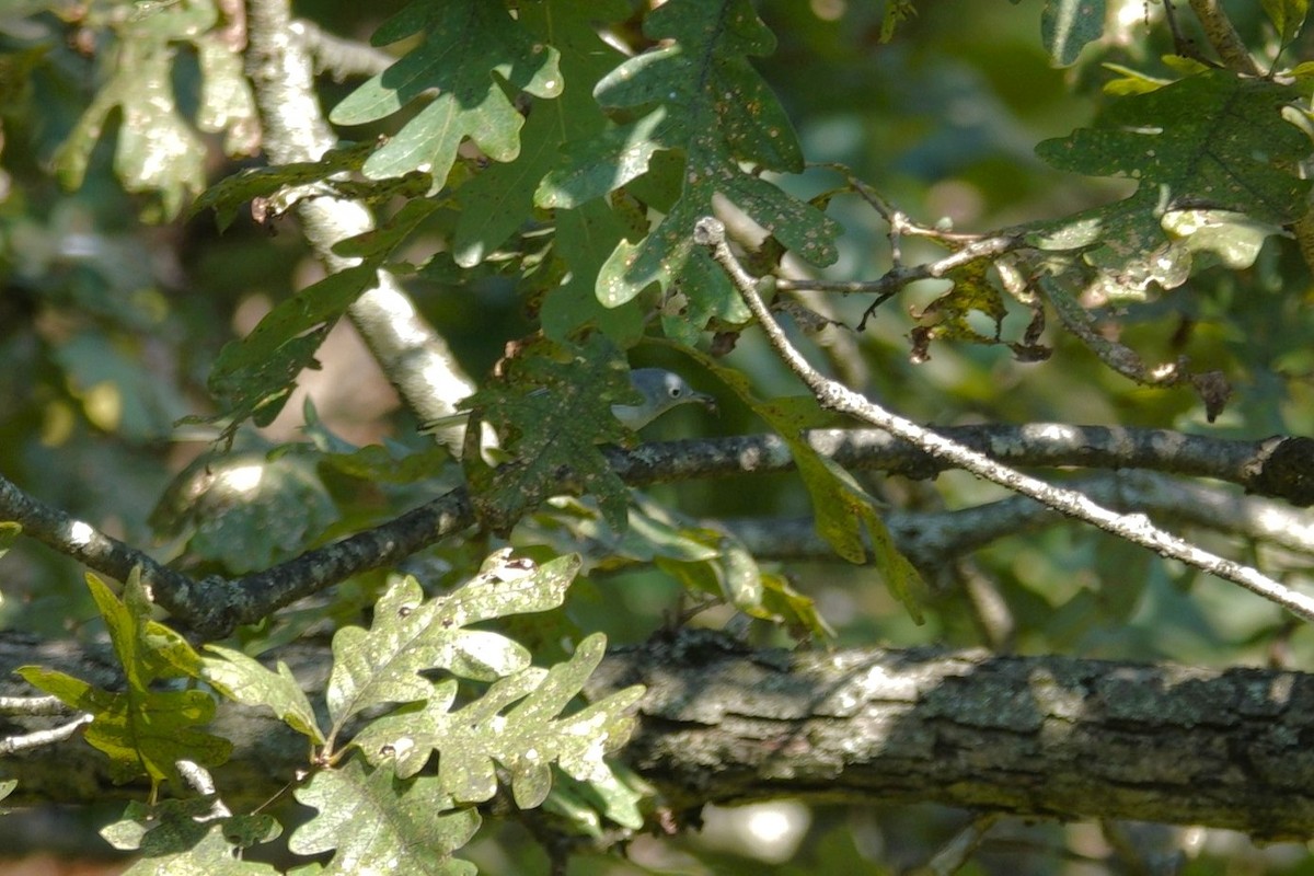 Blue-gray Gnatcatcher - ML642089685