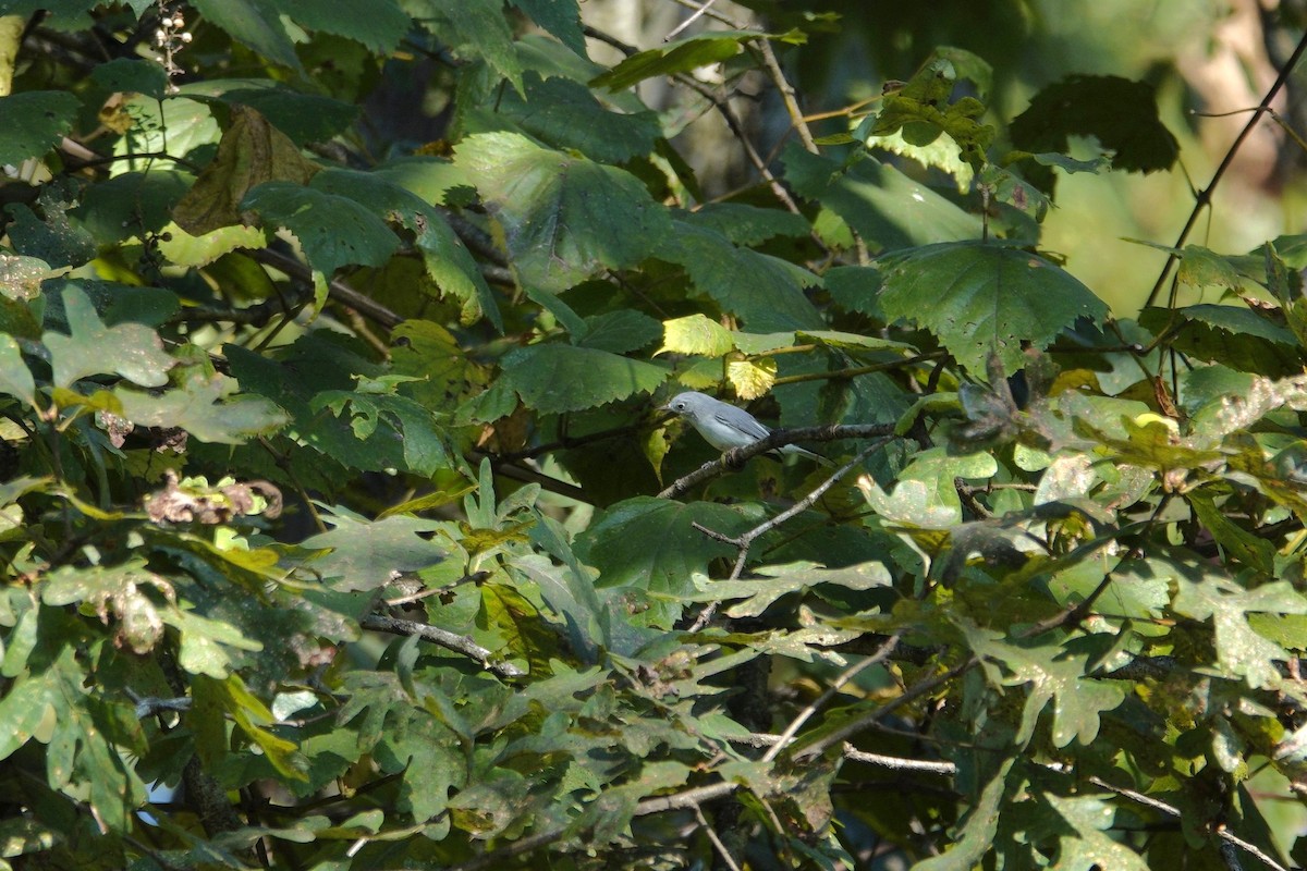 Blue-gray Gnatcatcher - ML642089686