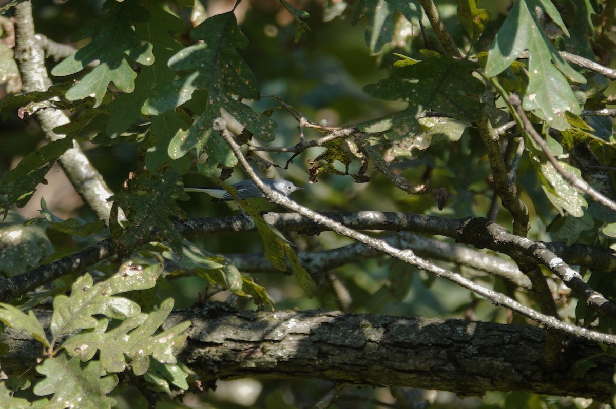 Blue-gray Gnatcatcher - ML642089687