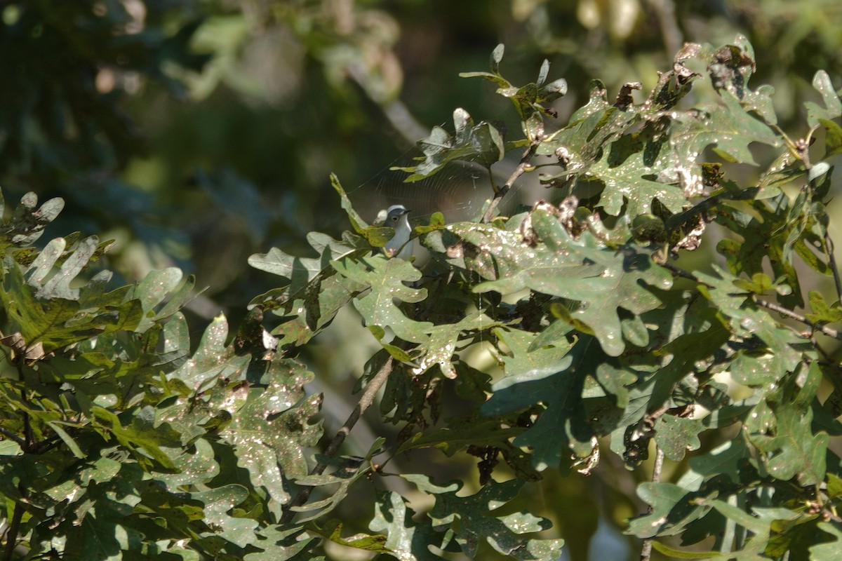 Blue-gray Gnatcatcher - ML642089688