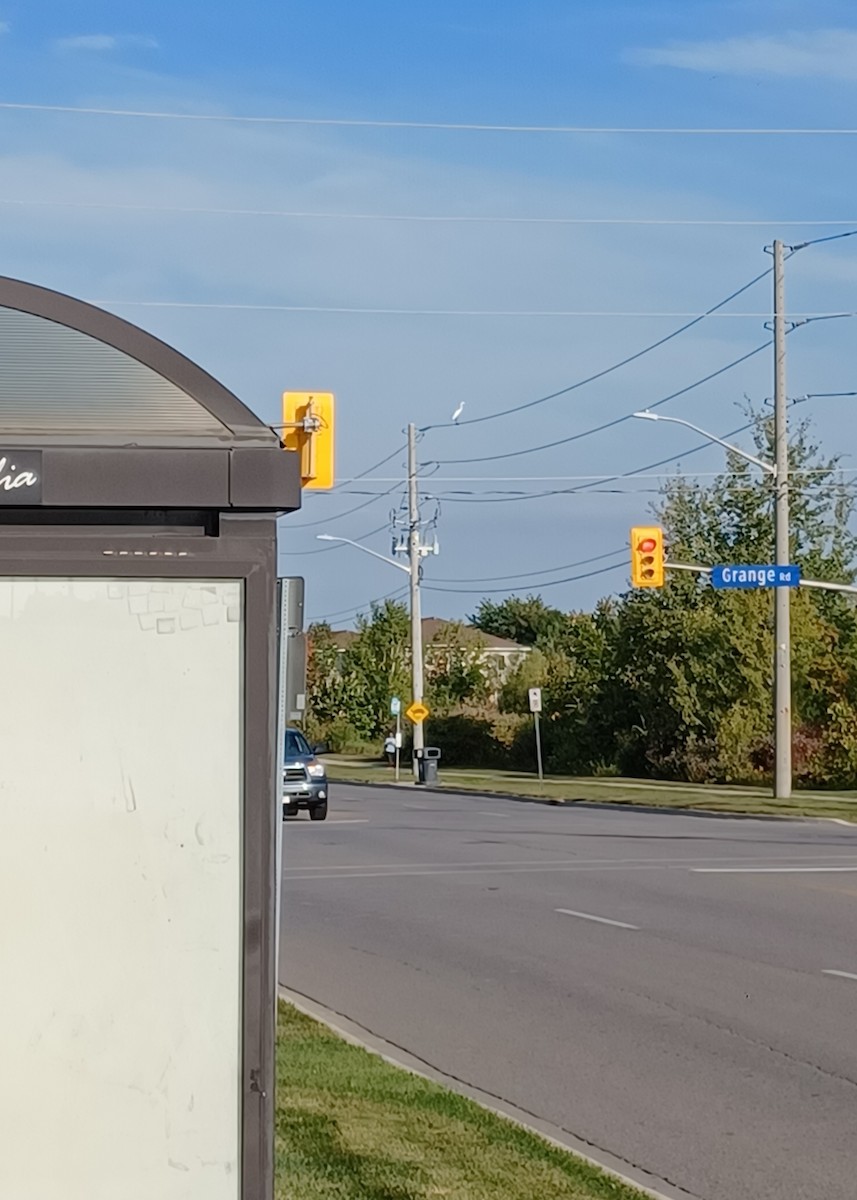 Great Egret - ML642089692