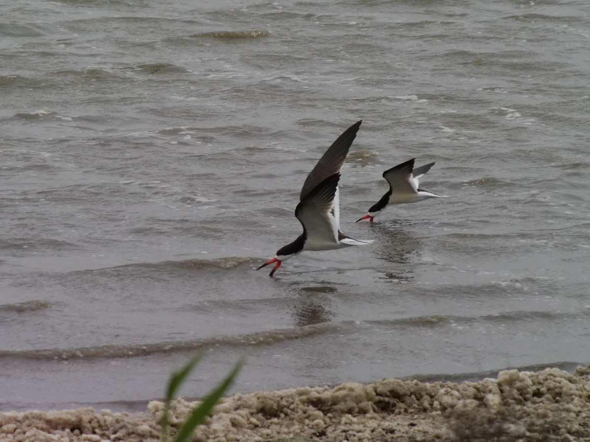 Black Skimmer - ML642089693