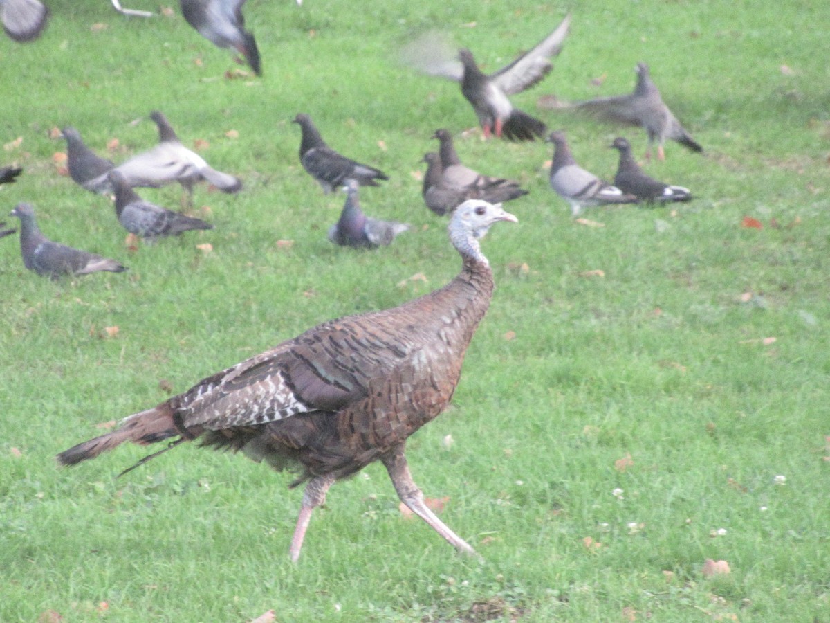 Guajolote Gallipavo - ML642089697
