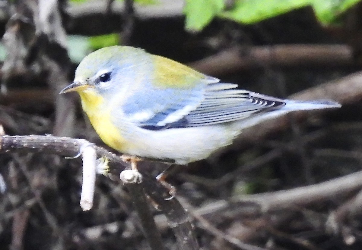Northern Parula - ML642089706