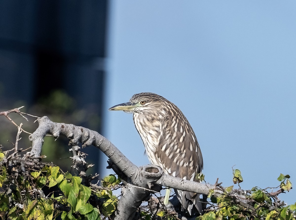 Black-crowned Night Heron - ML642089720