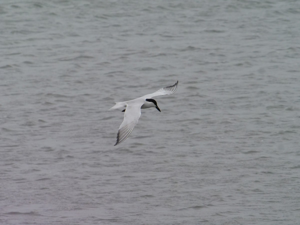 Gull-billed Tern - ML642089721