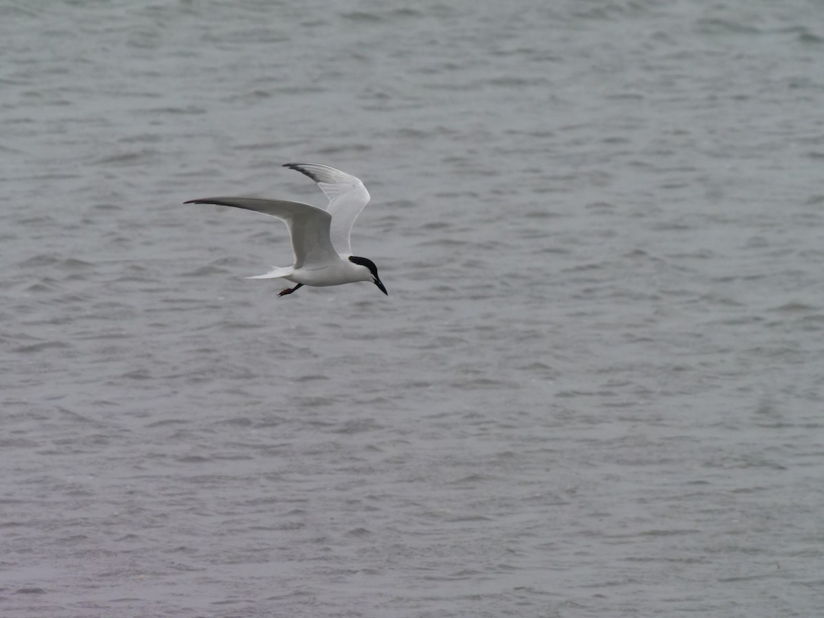 Gull-billed Tern - ML642089722
