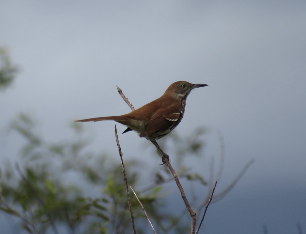 Brown Thrasher - ML642089725