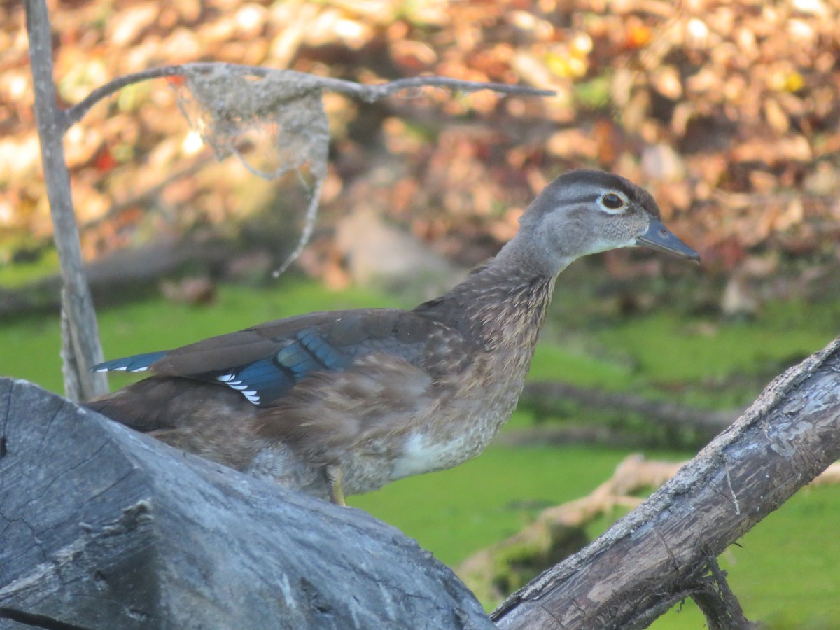 Wood Duck - ML642089726