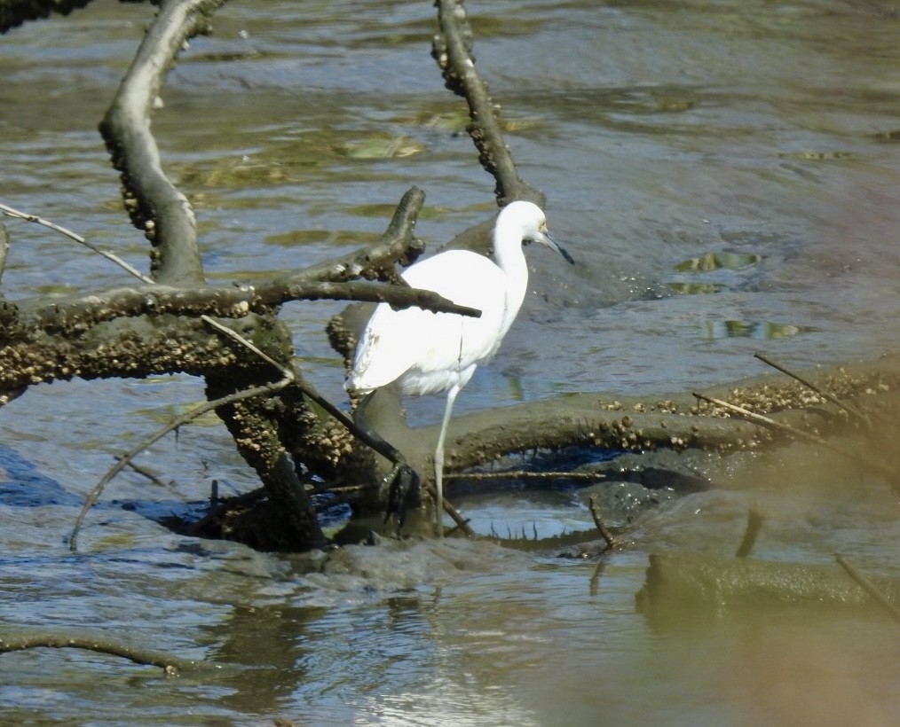 Little Blue Heron - ML642089728