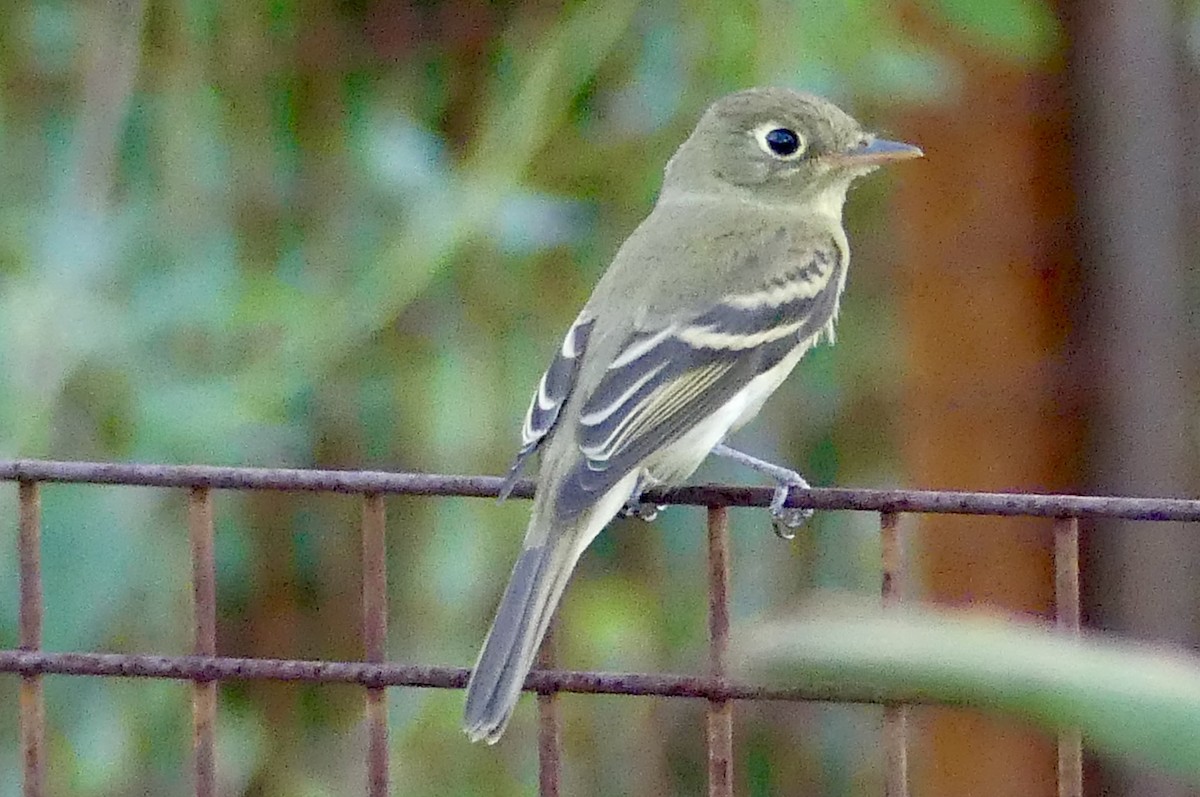 Western Flycatcher - ML642089732