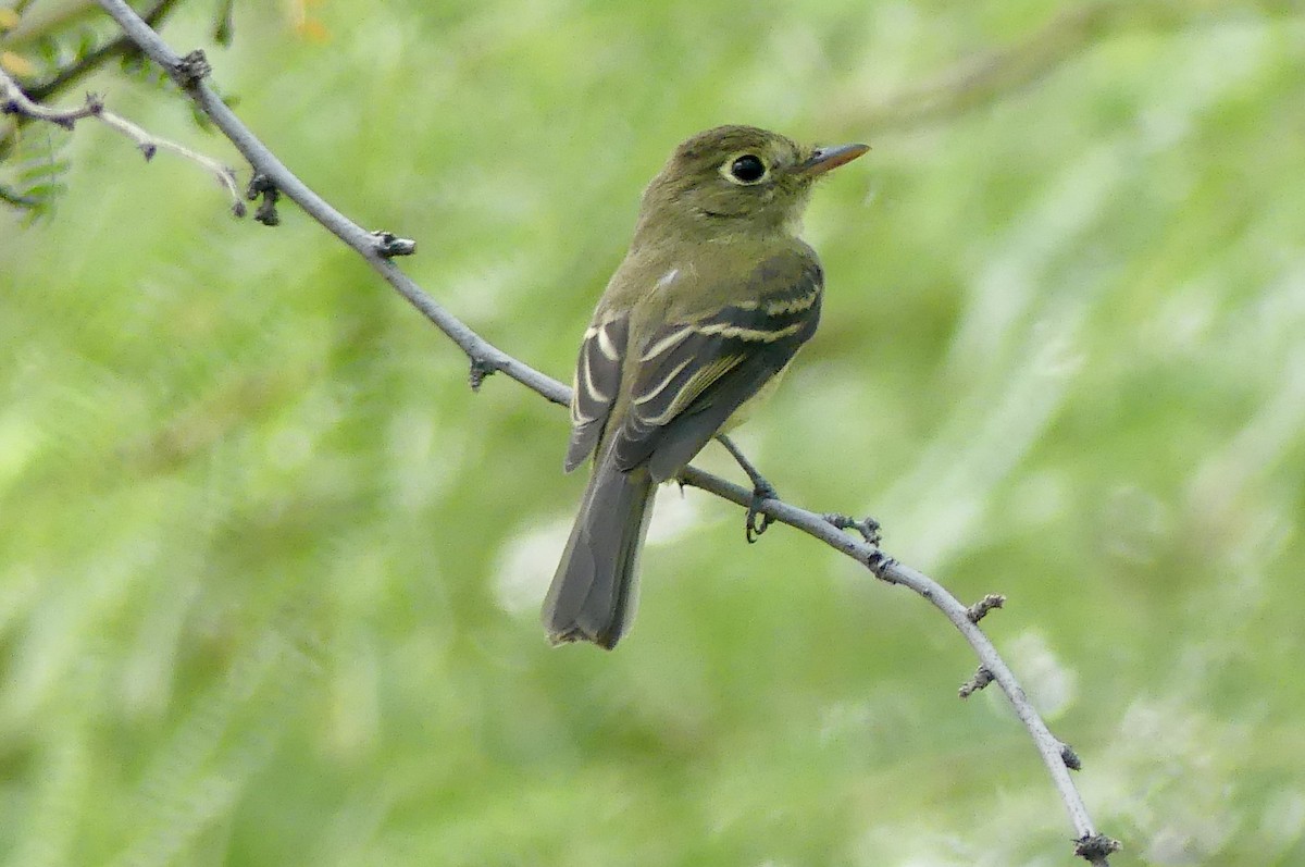 Western Flycatcher - ML642089733