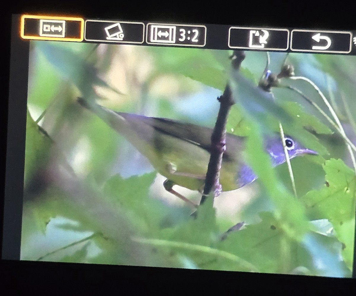 Paruline à gorge grise - ML642089734