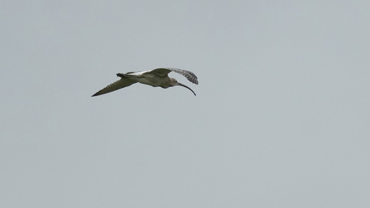 Eurasian Curlew - ML642089735