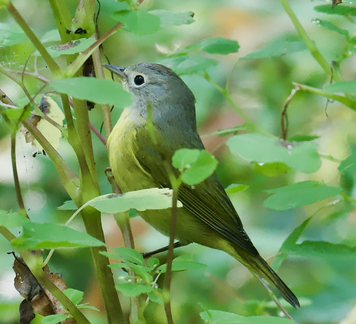 Nashville Warbler - ML642089743