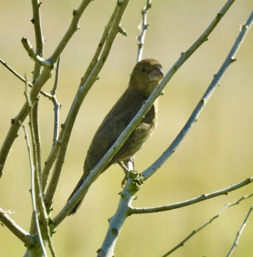 Blue Grosbeak - ML642089744