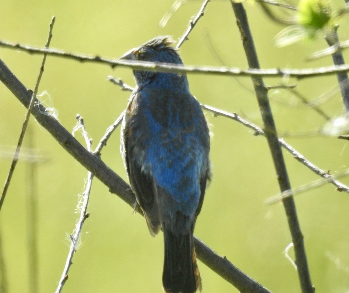 Blue Grosbeak - ML642089745