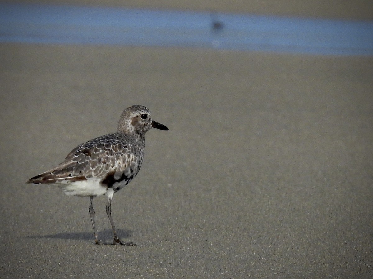 Black-bellied Plover - ML642089749