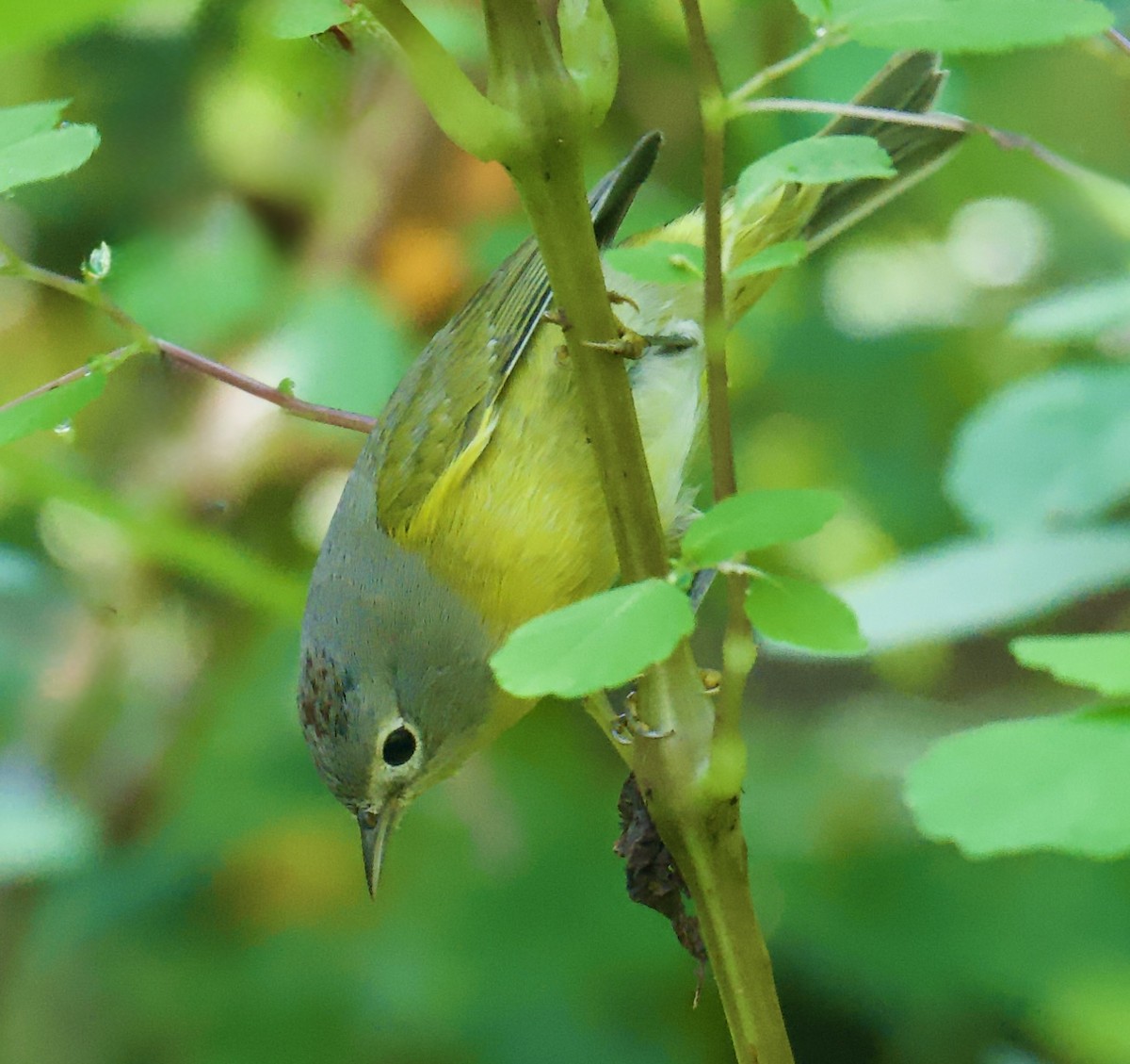 Nashville Warbler - ML642089762