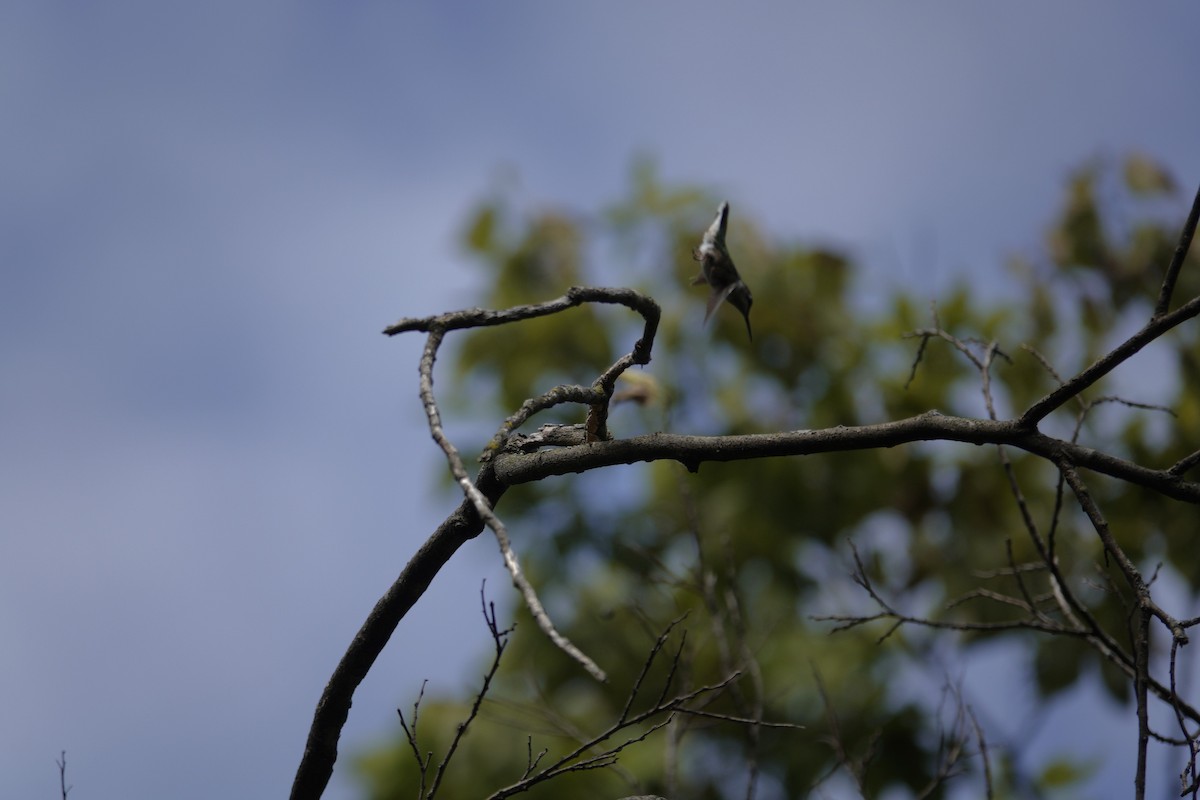 Ruby-throated Hummingbird - ML642089779