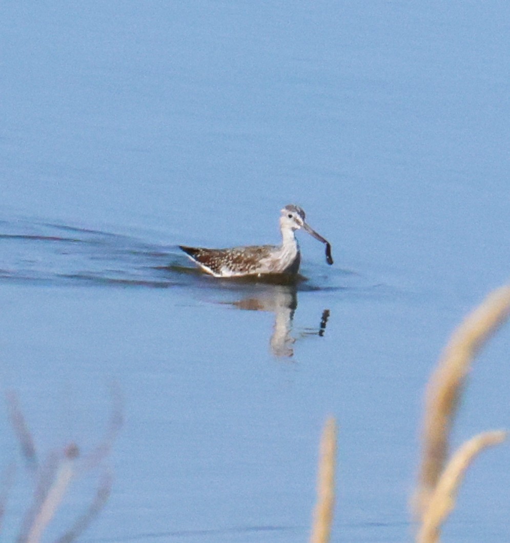 Greater Yellowlegs - ML642089780