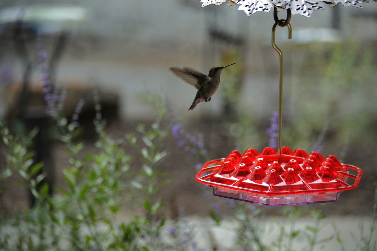 Ruby-throated Hummingbird - ML642089782