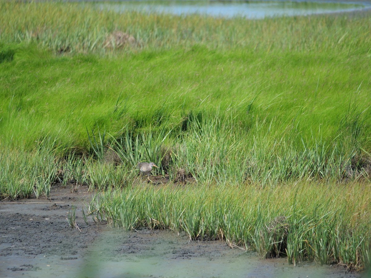 Clapper Rail - ML642089783