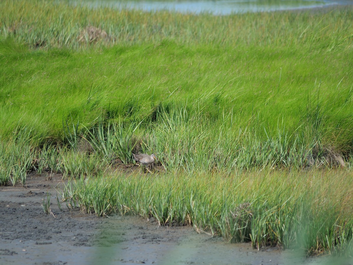 Clapper Rail - ML642089784