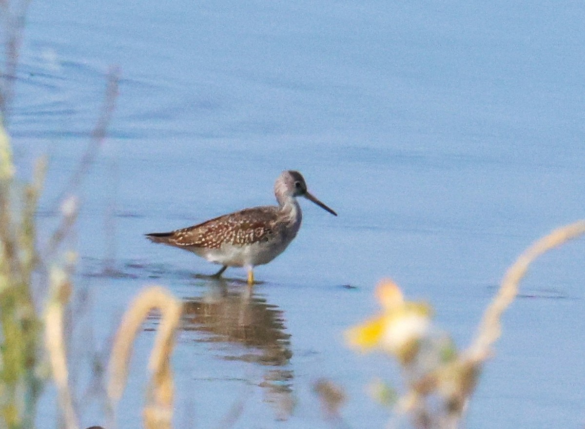 Greater Yellowlegs - ML642089786