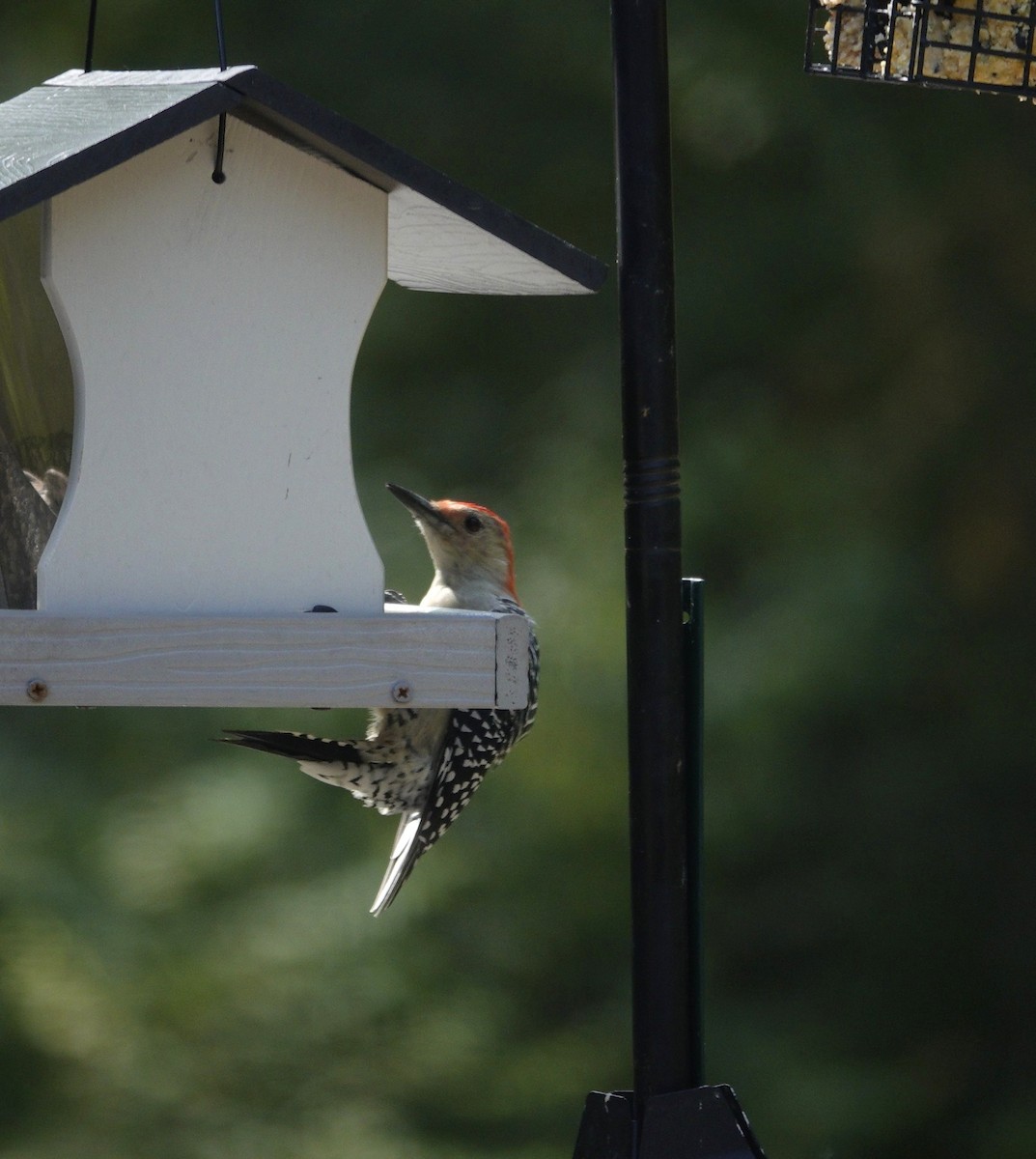 Red-bellied Woodpecker - ML642089788