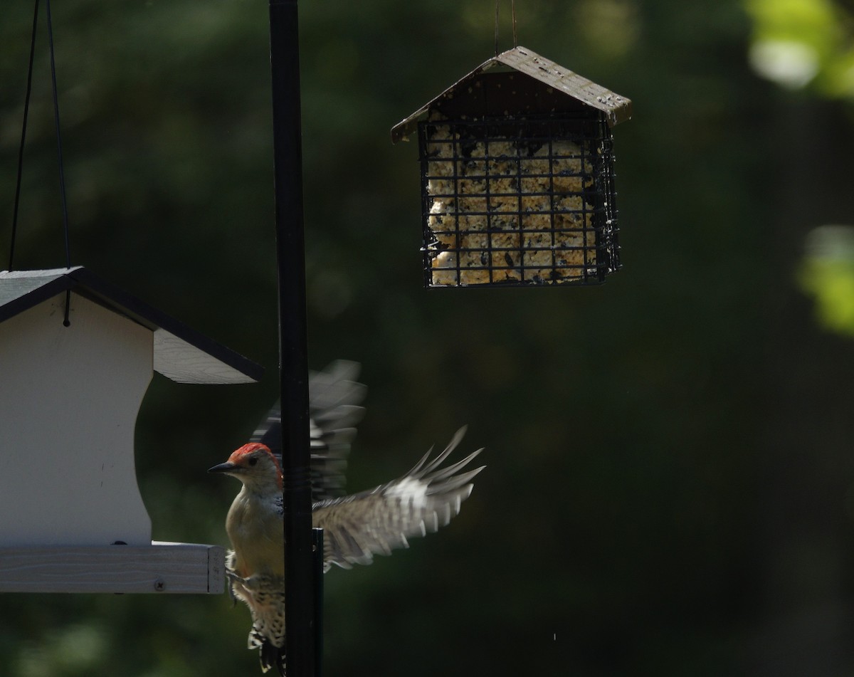 Red-bellied Woodpecker - ML642089790