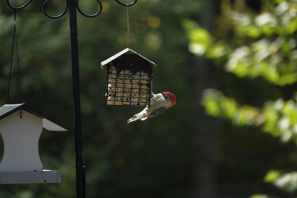 Red-bellied Woodpecker - ML642089791