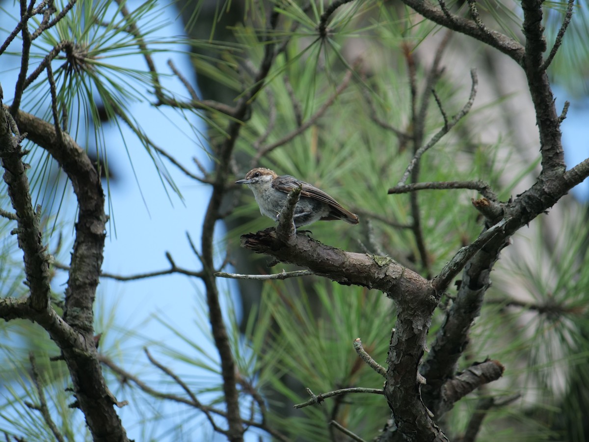 Brown-headed Nuthatch - ML642089792