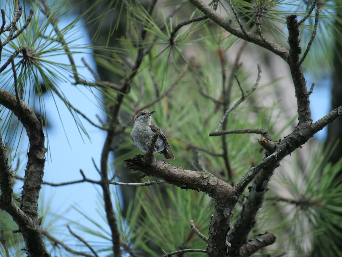 Brown-headed Nuthatch - ML642089793