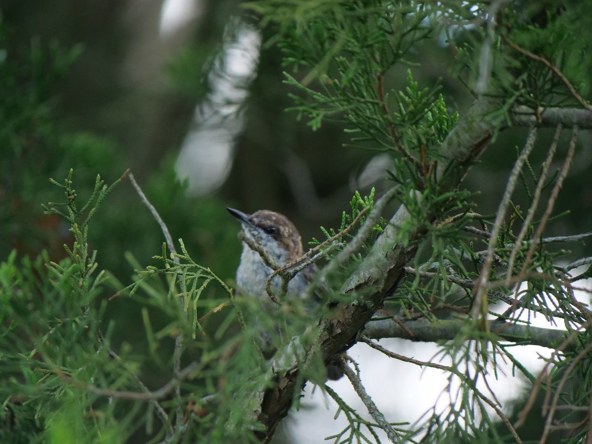 Brown-headed Nuthatch - ML642089794