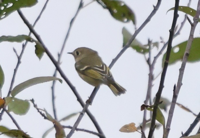 Ruby-crowned Kinglet - ML642089796