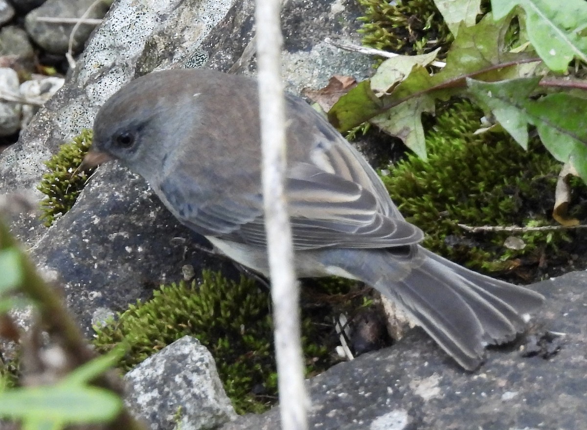Dark-eyed Junco - ML642089797