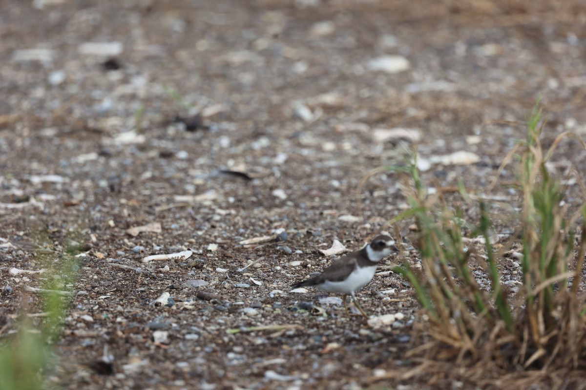 Semipalmated Plover - ML642089806