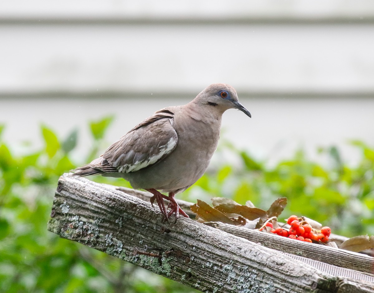 White-winged Dove - Skye Haas