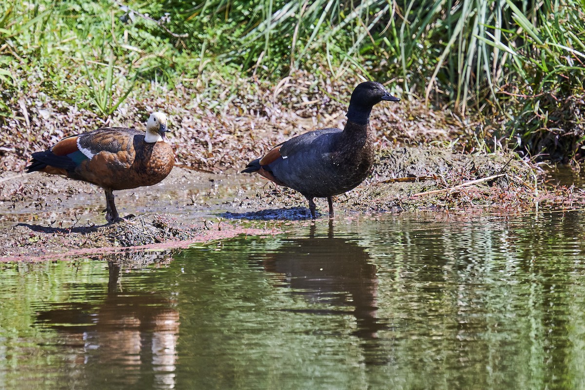Paradiesgans - ML642089814