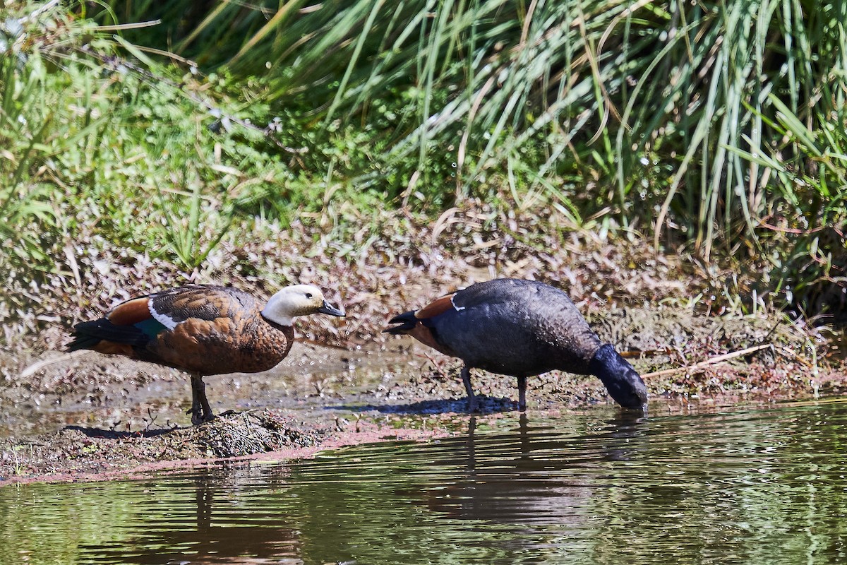 Paradiesgans - ML642089817