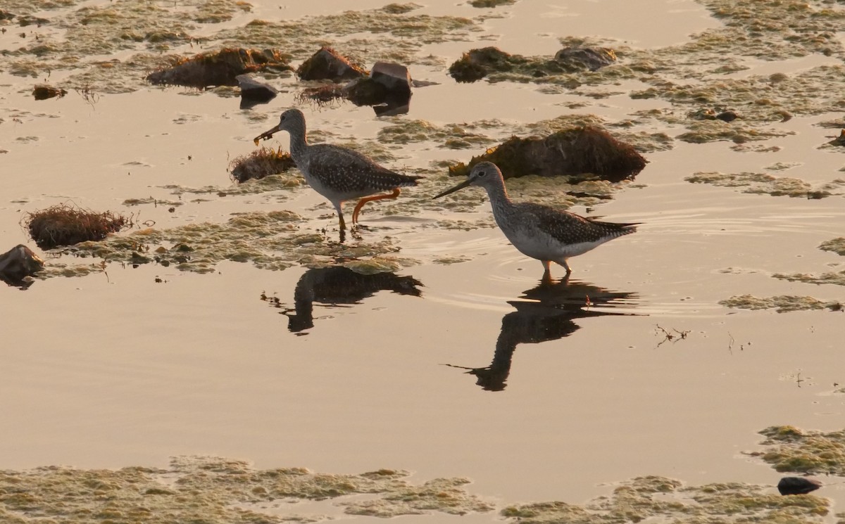 Greater Yellowlegs - ML642089818