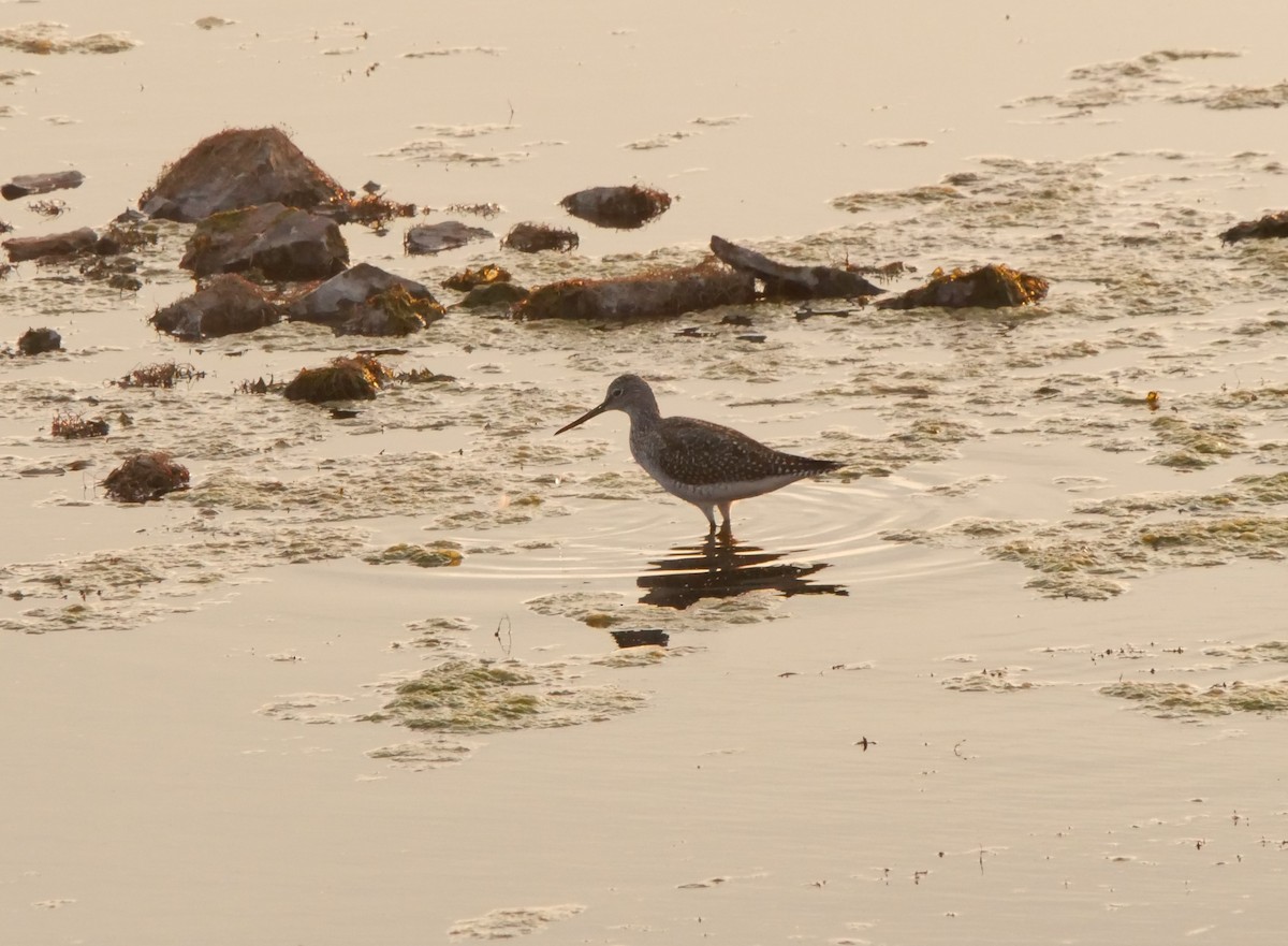 Greater Yellowlegs - ML642089820