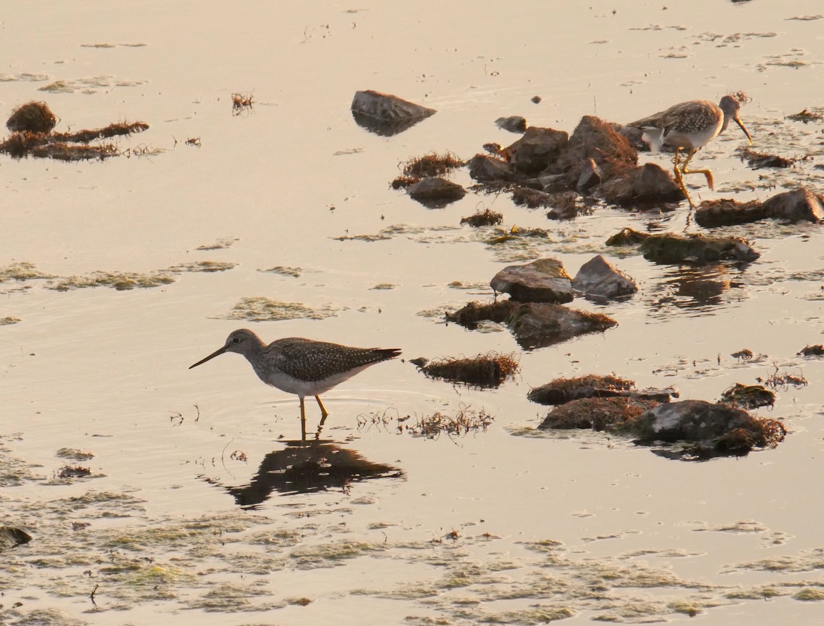 Greater Yellowlegs - ML642089822