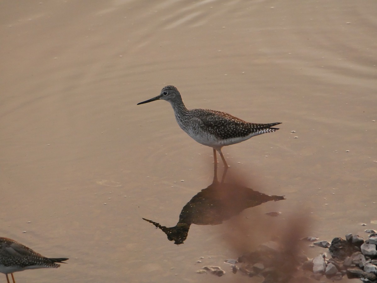 Greater Yellowlegs - ML642089823