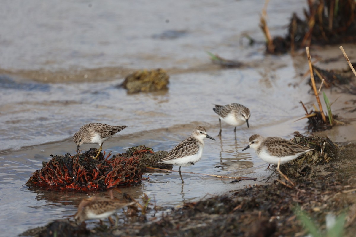 Semipalmated Sandpiper - ML642089824