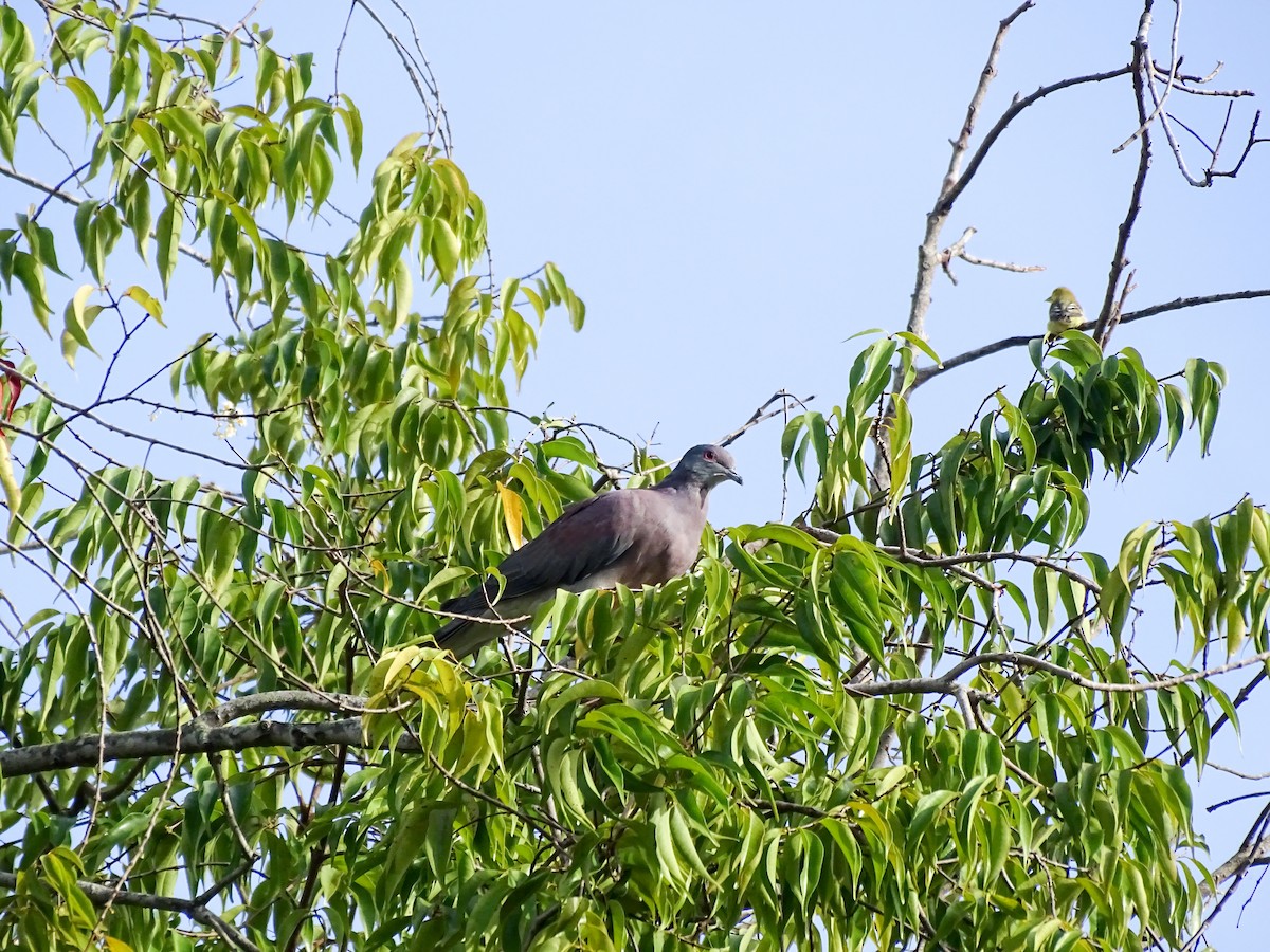 Pale-vented Pigeon - ML642089826