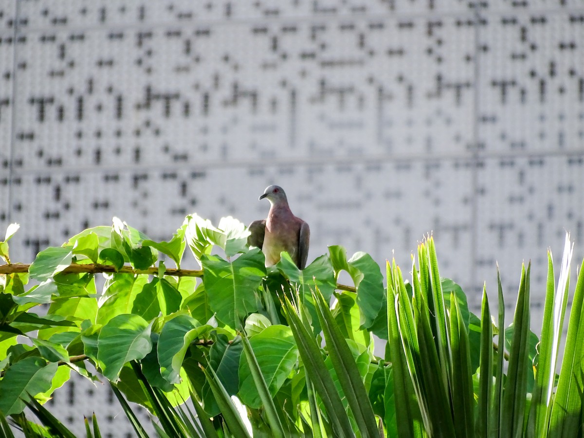 Pale-vented Pigeon - ML642089828