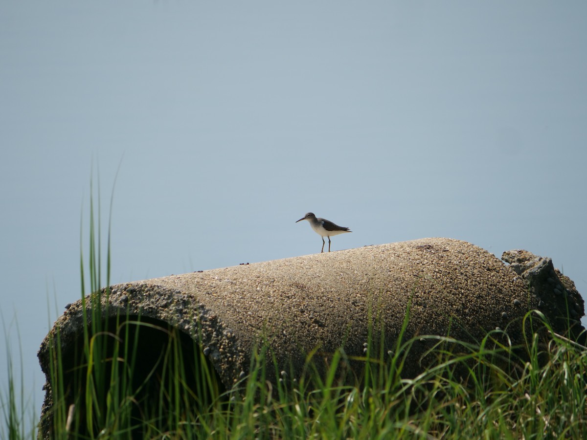 Solitary Sandpiper - ML642089833